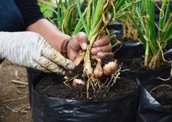 Tips Menanam Bawang Putih di Rumah agar Tumbuh Maksimal