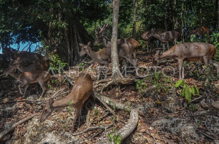 Mengungkap Kekayaan Alam di Cagar Alam Pananjung, Pangandaran