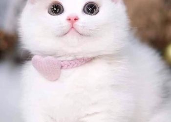 Agar Kucing Bahagia Pasca Sterilisasi: 4 Tips Penting yang Harus Anda Ketahui!