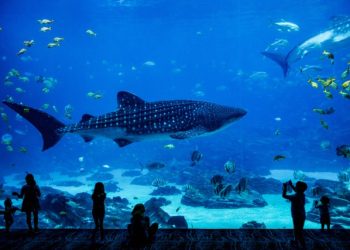 Mengungkap Keindahan Bawah Laut di Jakarta Aquarium pada Libur Waisak