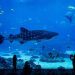 Mengungkap Keindahan Bawah Laut di Jakarta Aquarium pada Libur Waisak