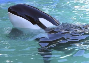 Misteri di Laut: Ikan Paus Orca dan Kehebatannya