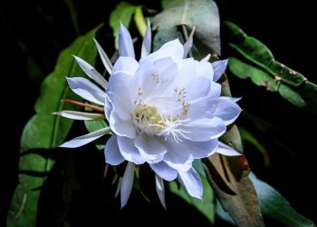 4 Manfaat Tanaman Wijaya Kusuma untuk Kesehatan