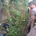 Polres Mesuji Selidiki Penemuan Mayat Siswi SMA Didalam Parit
