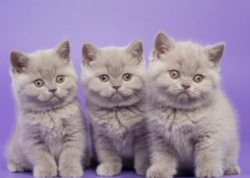 Waspada! 4 Penyebab Sakit Ginjal pada Kucing yang Perlu Diketahui