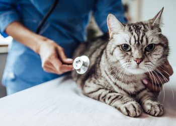 WASPADA! Gejala Kucing Sakit Ginjal yang Perlu Diketahui Cat Lover