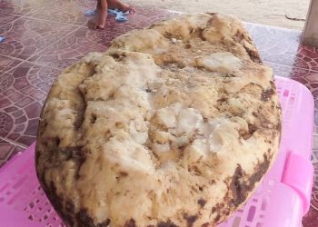 Rahasia Mahal di Balik Muntahan Paus: Mengungkap 4 Fakta Ambergris yang Menakjubkan