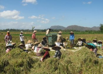 Peringatan: Peredaran Pupuk Palsu Meningkat, Ancaman Bagi Pertanian dan Masyarakat