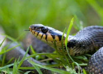 Usir Ular Pengganggu dari Rumah Tanpa Panik!
