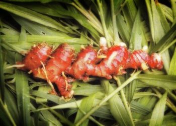 Jamu Ajaib: Mengenal Manfaat Tersembunyi Jahe Merah