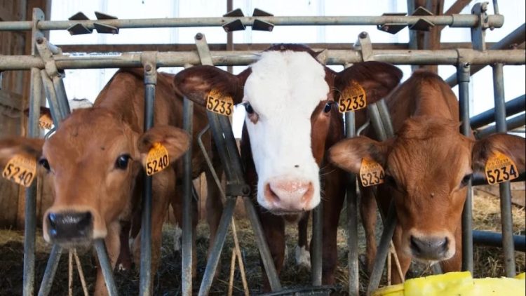 Langkah Penting dalam Memilih Hewan Kurban yang Layak