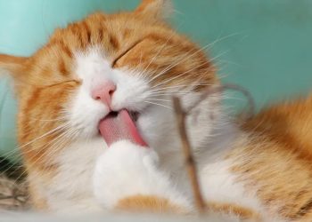 Tentu! Inilah 6 Solusi Jitu untuk Mengatasi Kutu pada Bulu Kucing yang Meresahkan