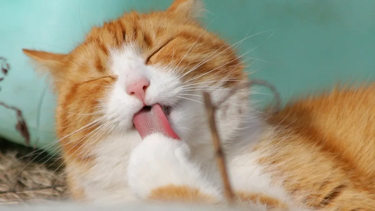 Tentu! Inilah 6 Solusi Jitu untuk Mengatasi Kutu pada Bulu Kucing yang Meresahkan