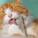 Tentu! Inilah 6 Solusi Jitu untuk Mengatasi Kutu pada Bulu Kucing yang Meresahkan