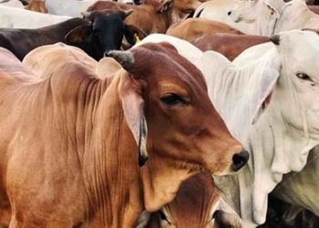 Tata Cara Mudah Memilih Sapi Berkurban yang Sehat dan Bermutu