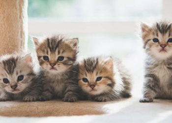 Cara Terbaik Merawat Anak Kucing Tanpa Ibu: 5 Langkah Essensial