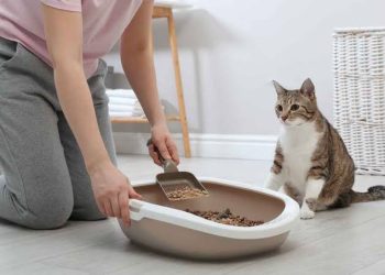 Begini 4 Cara Efektif Mengajari Kucing untuk Buang Air di Pasir