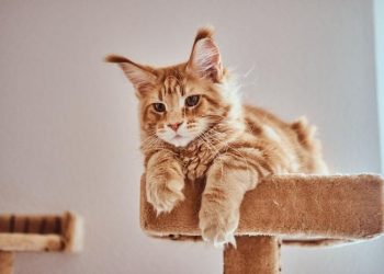 JANGAN SALAH!Begini 9 Cara Efektif Menangani Kucing yang Keracunan
