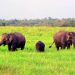 Ini Aktivitas Seru yang Bisa Dilakukan Saat Liburan ke Taman Nasional Way Kambas