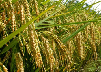 Maryanto: Belum Ada Laporan Kekeringan Pada Pertanian Padi.