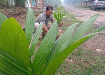 Desa Sripendowo Siap Hijau dengan 15 Ribu Pohon Pinang