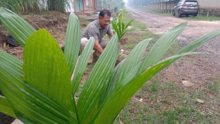 Desa Sripendowo Siap Hijau dengan 15 Ribu Pohon Pinang