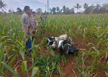 Penemuan Tragis di Lampung Timur: Mayat Perempuan Ditemukan dalam Karung di Ladang Jagung