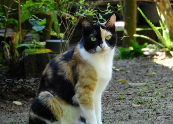 Dipercaya Memiliki Kekuatan Tertentu, Ini 4 Mitos Tentang Kucing Telon atau Calico yang Masih Diyakini