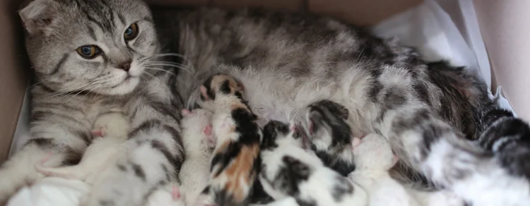 Ini Tanda Kucing Peliharaan akan Melahirkan