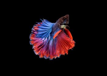 NOPENG! Ini Alasan Kenapa Ikan Cupang Suka Berkelahi