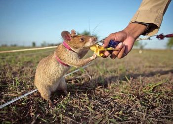 Jadi Hewan Penyelamat dari Ranjau Darat, Begini Kemampuan Tikus Magawa 