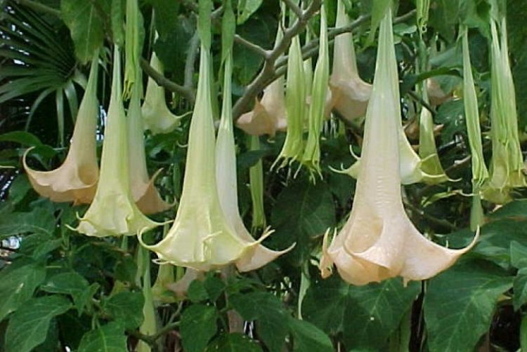 VIRAL!Ini 4 Manfaat Positif dari Buah Kecubung Jika Diolah dengan Benar