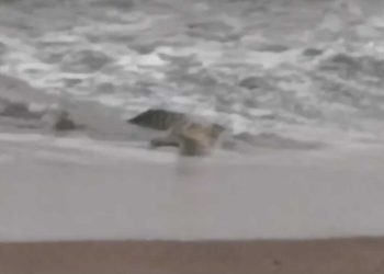 Polsek Limau Imbau Warga Waspada Setelah Penampakan Buaya di Pantai Pekon Penyandingan