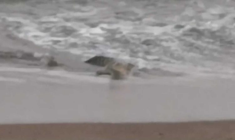 Polsek Limau Imbau Warga Waspada Setelah Penampakan Buaya di Pantai Pekon Penyandingan