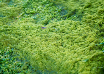 Prospek Bisnis: Potensi Besar Olahan Rumput Laut untuk UMKM