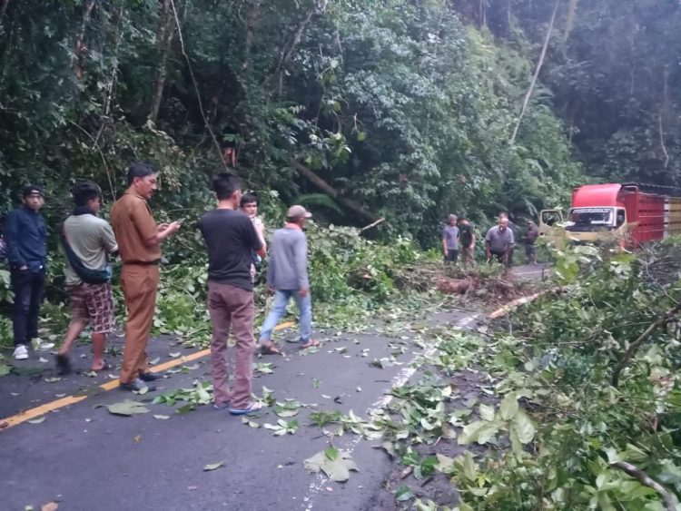 Pohon Tumbang di KM 17 Jalan Lintas Liwa-Krui, Polres Lampung Barat Terapkan Sistem Buka Tutup Jalur