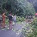 Pohon Tumbang di KM 17 Jalan Lintas Liwa-Krui, Polres Lampung Barat Terapkan Sistem Buka Tutup Jalur