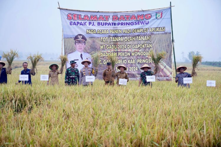 Penjabat Bupati Pringsewu Panen Perdana Padi dengan Metode Tanpa Olah Tanah