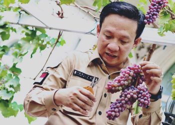 Prospek Budidaya Anggur di Pringsewu Menjanjikan, Potensi Agrowisata Terbuka Lebar