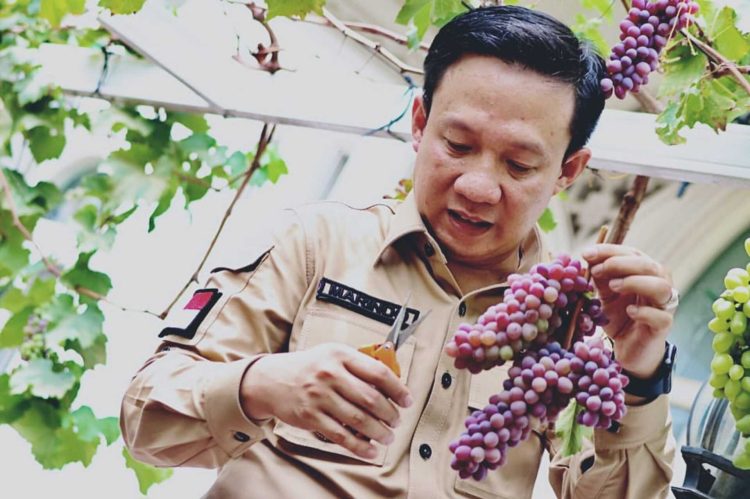 Prospek Budidaya Anggur di Pringsewu Menjanjikan, Potensi Agrowisata Terbuka Lebar