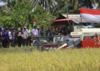 Panen Raya Padi di Bandar Negeri Suoh: Upaya Pemkab Lampung Barat dan Kementerian Pertanian Atasi Tantangan Pertanian