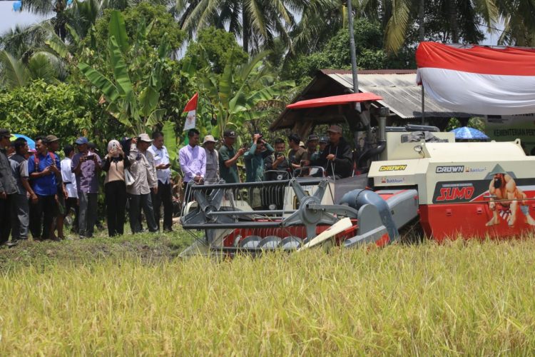 Panen Raya Padi di Bandar Negeri Suoh: Upaya Pemkab Lampung Barat dan Kementerian Pertanian Atasi Tantangan Pertanian