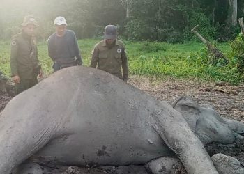 Seekor Gajah Sumatera Ditemukan Tewas di Taman Nasional Way Kambas