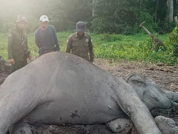 Seekor Gajah Sumatera Ditemukan Tewas di Taman Nasional Way Kambas