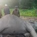 Seekor Gajah Sumatera Ditemukan Tewas di Taman Nasional Way Kambas