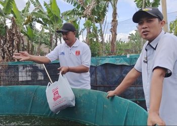 Pekon Manggarai, Lampung Barat, Kembangkan Budidaya Lele dengan Sistem Bioflok