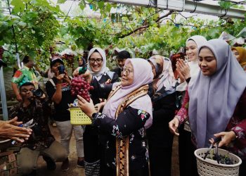 Pj. Ketua TP-PKK Provinsi Lampung Tinjau Kebun Anggur Pringsewu, Dukung Pengembangan Sektor Pertanian