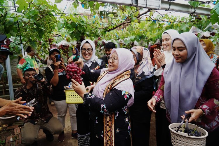 Pj. Ketua TP-PKK Provinsi Lampung Tinjau Kebun Anggur Pringsewu, Dukung Pengembangan Sektor Pertanian
