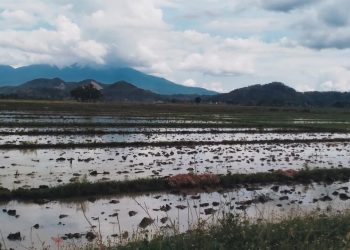 Dinas Pertanian Pringsewu Dukung Program Swasembada Pangan Presiden Prabowo Subianto