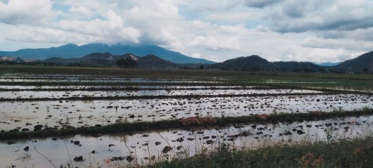 Dinas Pertanian Pringsewu Dukung Program Swasembada Pangan Presiden Prabowo Subianto